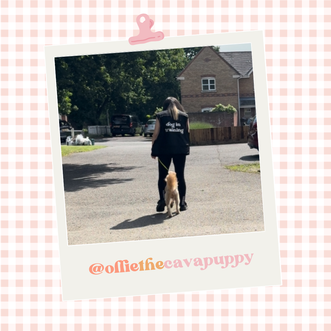 Custom Branded Dog Handler Gilet